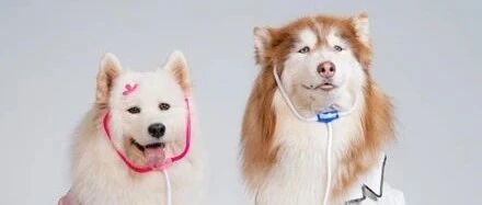 妹子因颜值养了只小阿拉，可5个月狗子就长了快上百斤，太吓人了！