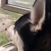 哈士奇搬到了新家，结果看到外面是一大片空旷地后，狗子全变了！