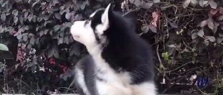 网友花了500买了只哈士奇，可带回去他就崩溃了：太纯了！