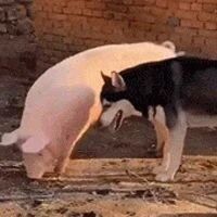 网友带哈士奇回老家，可没想到狗子居然看上了猪，笑喷了！