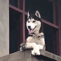 哈士奇退休以后的生活！这也太形象了吧，哈哈