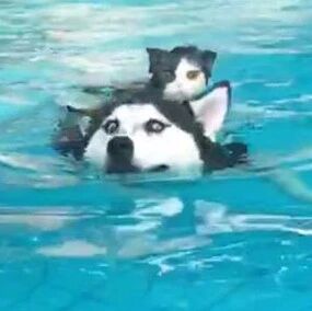 为了让哈士奇学会游泳，网友居然用了这个办法，太残忍了，哈哈