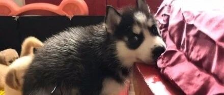 网友给哈士奇挠痒，结果狗子居然做出这种雷人的举动，笑疯了！