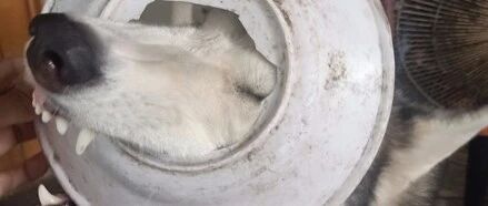 网友听到哈士奇的惨叫声，可接下来看到的一幕，她忍不住笑喷了！