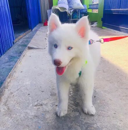 网友收到父亲送来的一只雪哈，可养了几天后她崩溃了：这是要断绝关系？