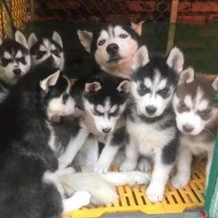 哈士奇生下6只宝宝，主人全部留下自己养，阵容好恐怖，哈哈