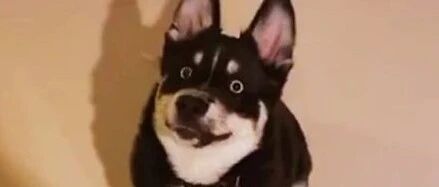 老爸上千块买了只哈士奇，可网友看到它的长相后却笑喷了：不忍直视！