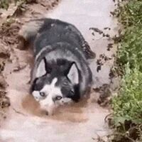 哈士奇撒手没，可当主人找到它时，崩溃了：哈士鳄？