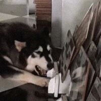 网友带哈士奇去瓷砖店，然而下一秒狗子的举动，笑喷了！