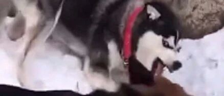 哈士奇挑衅德牧，然而下一秒的画面简直不忍直视，笑到胃疼！