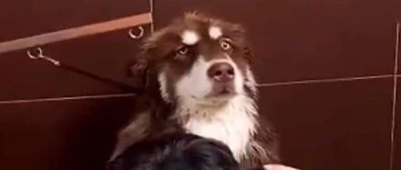 哈士奇和阿拉斯加一起洗澡，结果几分钟后阿拉崩溃了，太惨了，哈哈