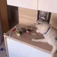 网友把哈士奇送去训练班培训，结果回来后...铲屎官崩溃了！