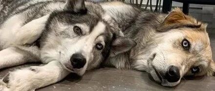 女子晒出哈士奇争风吃醋的画面，可网友看到它们的长相后，瞬间笑喷了！