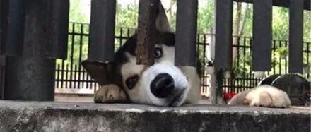 哈士奇趴在床边看铲屎官睡觉，可下一秒居然做出这举动，太不可思议了！