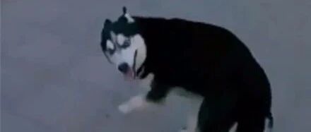 哈士奇拆坏建筑，面对主人质问时做出这种举动，网友：送狗肉馆吧！