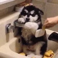 网友给小雪橇犬洗澡吹毛，然而狗子接下来的举动，萌爆了！