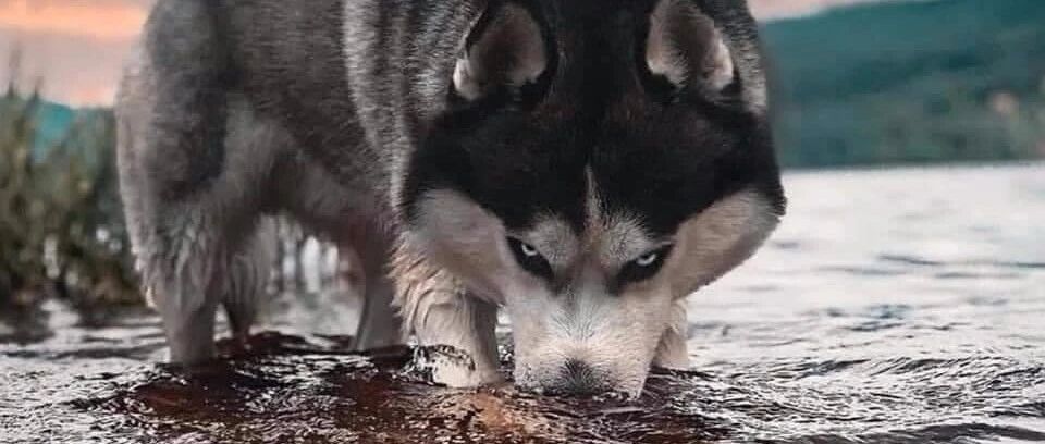 哈士奇和金毛一起出门，可待遇却不一样，结果...铲屎官崩溃了！