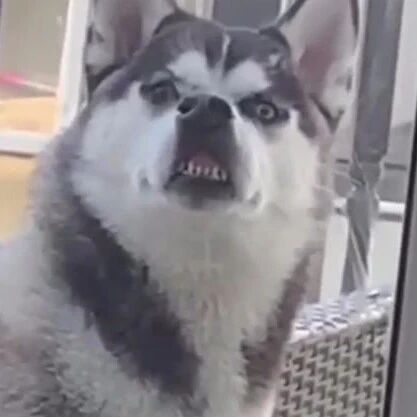 网友发现哈士奇在阳台盯着自己，可仔细一看狗子的表情，笑疯了！