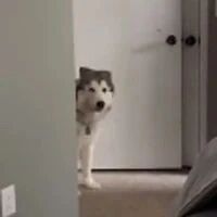 网友：养了哈士奇后，我上班再也没迟到过了！