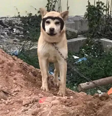 哈士奇和田园犬生下了孩子，可没想到居然只遗传它一张脸，笑疯了！