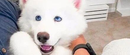 网友因颜值养了只雪哈，可狗子长大后居然变了一个物种，铲屎官崩溃了！