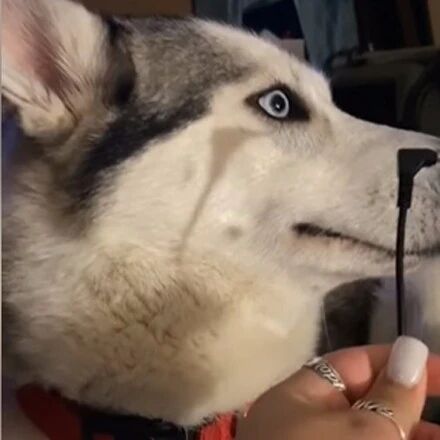 哈士奇咬坏耳机，可面对主人的质问时，居然是这反应，笑疯了！