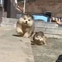 三只小阿拉看到主人后尽力奔跑，可接下来的画面...萌爆了！