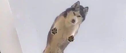 网友装了个透明房顶，没想到每天都要面对这样的二哈，笑喷了！