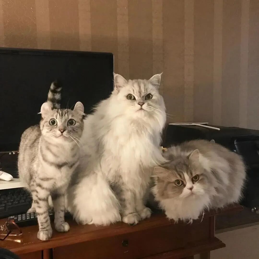 “据说这是全网最会撒娇的小猫咪，火遍全球！你能把持得住吗？”