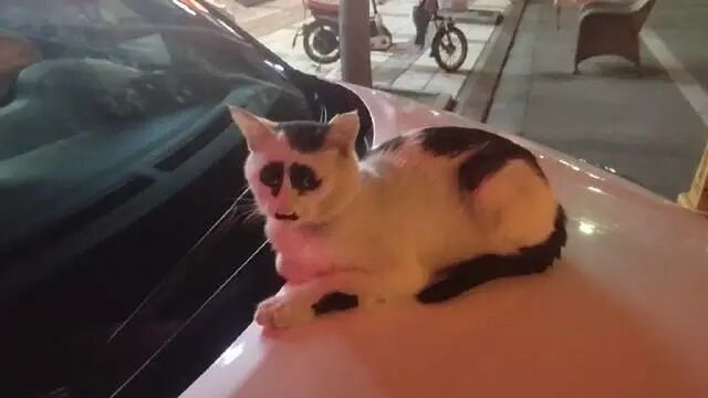 “这是我见过最有特色的猫，没有之一.......”