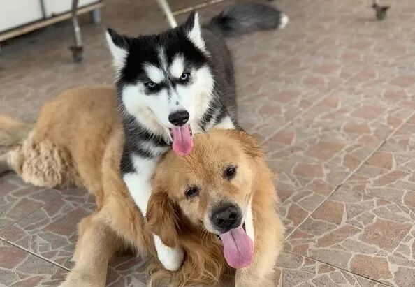 网友带回家一只小二哈，几天后，自己没崩溃，家里的金毛却哭了......