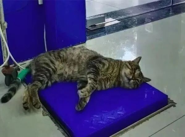 流浪猫在医院休息，却被抓去做了绝育，猫：我只是想蹭个空调.......