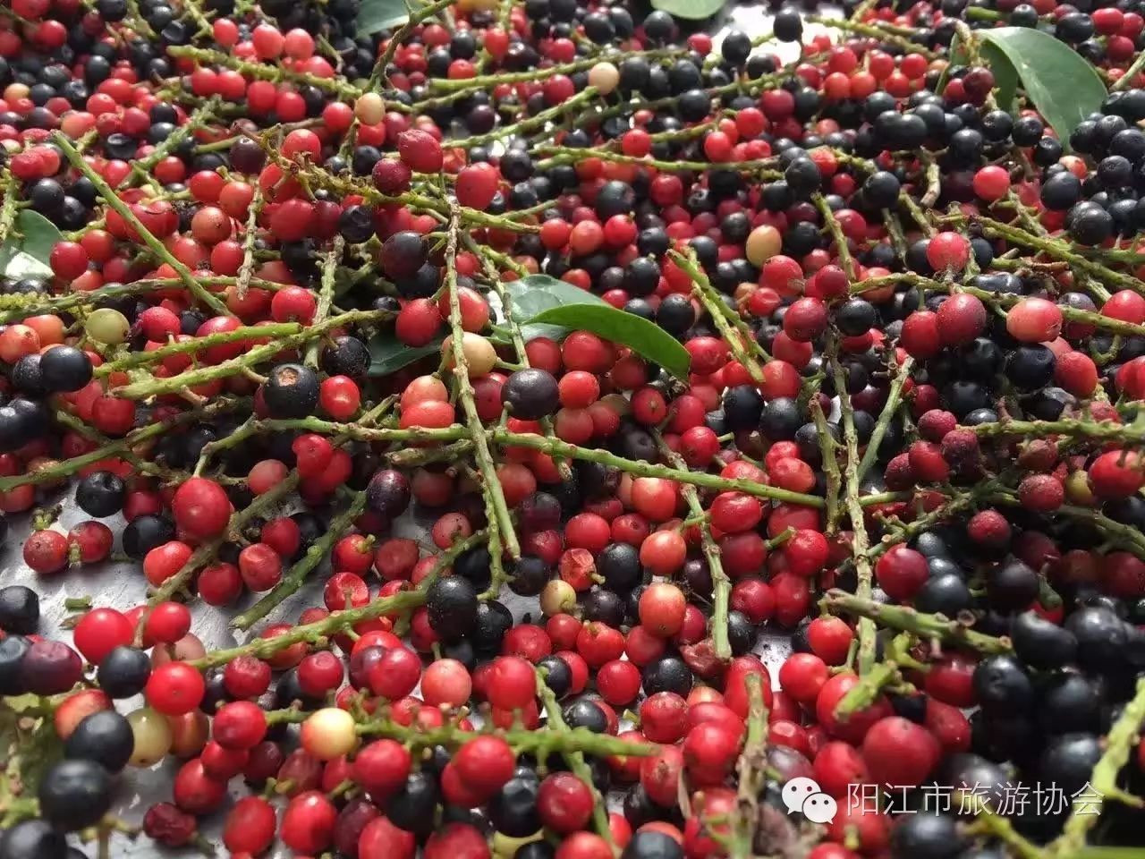 祝贺阳江市田山生态园基地荣获获得《广东省农业旅游示范点》的称号