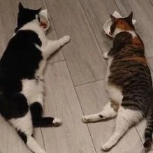 不服来辩！养两只猫就是比养一只猫更幸福！
