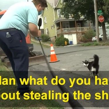 外出溜达的猫有一个怪癖，主人赶紧告诉邻居注意！竟引来记者采访