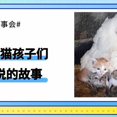 当三只小奶猫的麻麻淹死后，这只母鸡做出了这样的决定…
