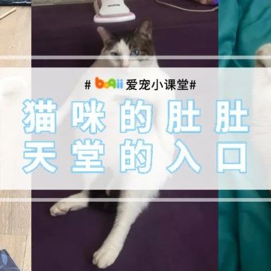 不会吧不会吧？真有人能忍住不把脸埋在猫咪肚肚上深呼吸？？