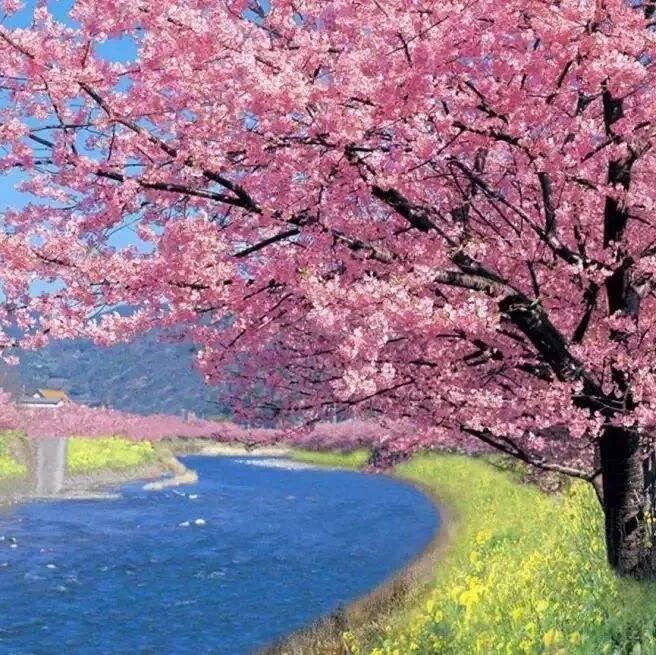 第2060季【湿地悦享】曼妙花开