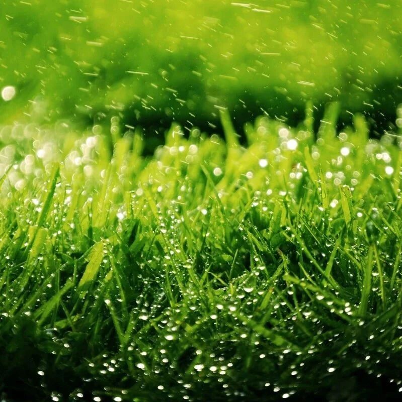 第2466季【湿地淮语】细节出华彩——作文教学细节描写初探
