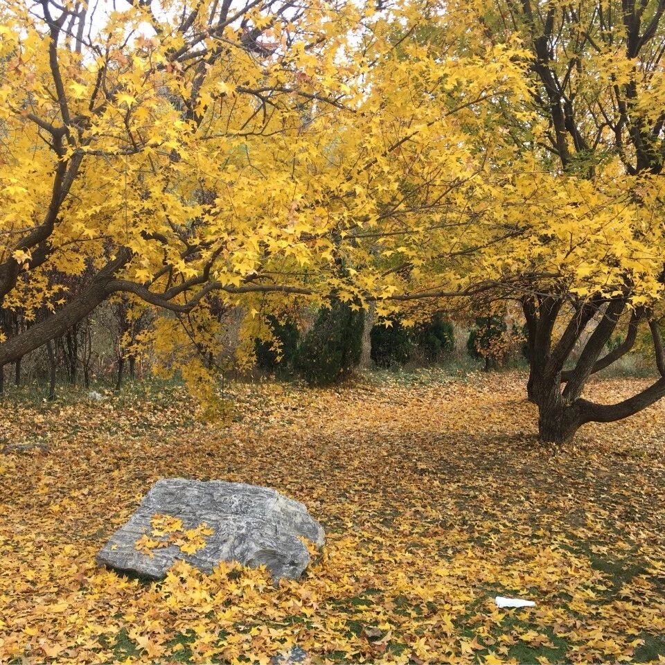 第1789季【湿地随笔】 研精毕智，精妙绝伦|观肖培东老师作文指导课有感