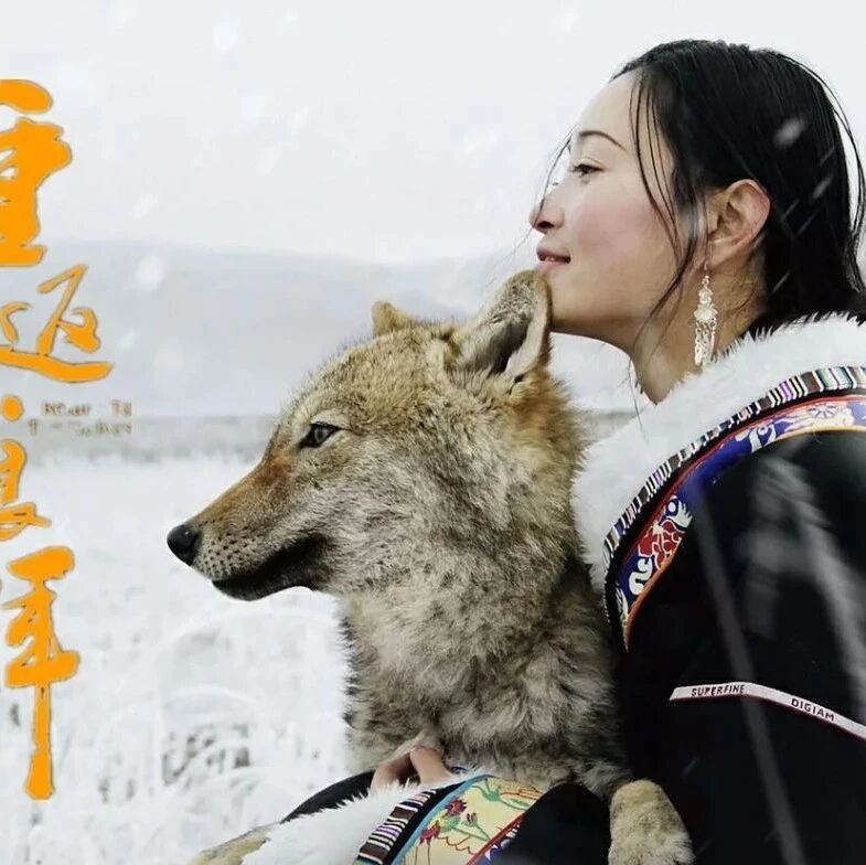 第2202季【湿地阅读】何以去爱——从《重返狼群》中体悟人类情感的表达