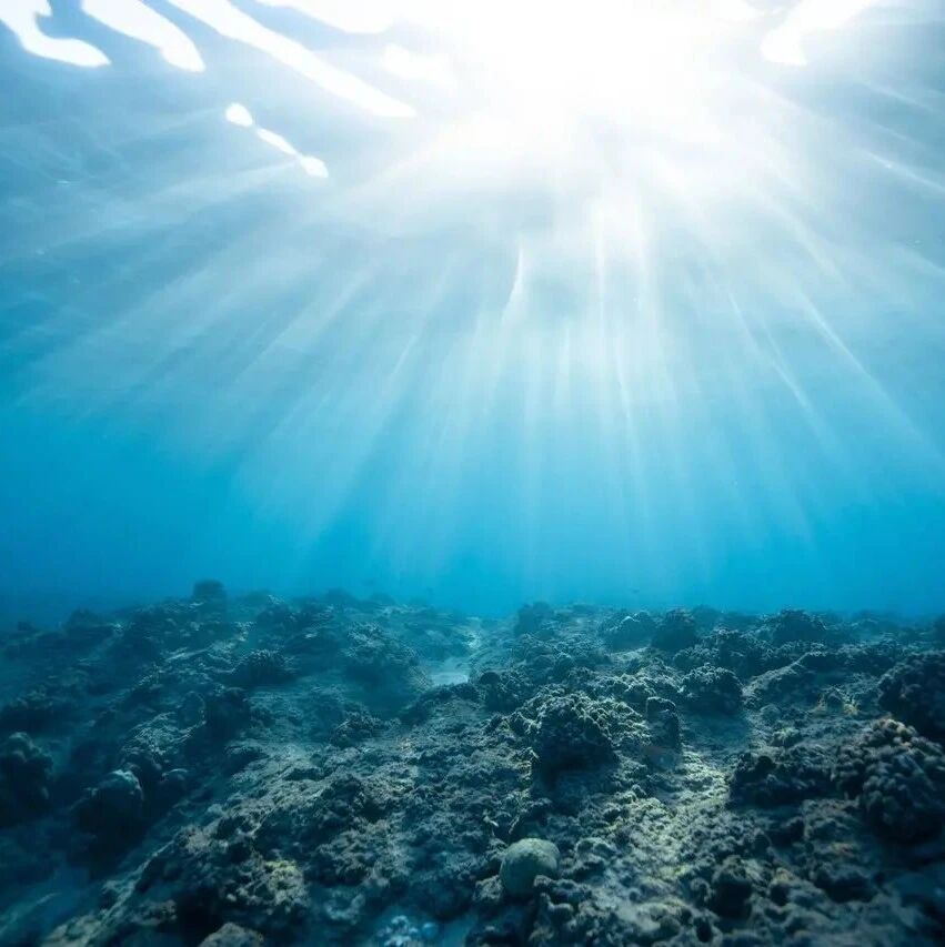 【湿地淮语】刘敏：从文本资源切入  碧波深处觅珍奇——品肖培东老师课例