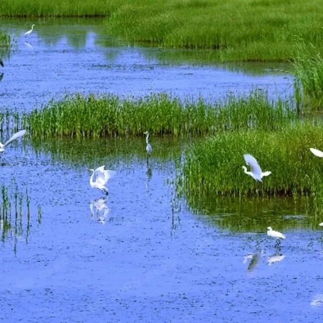 第2143季【湿地 •悦享】把幸福寄托在湿地——寻一席湿地清凉