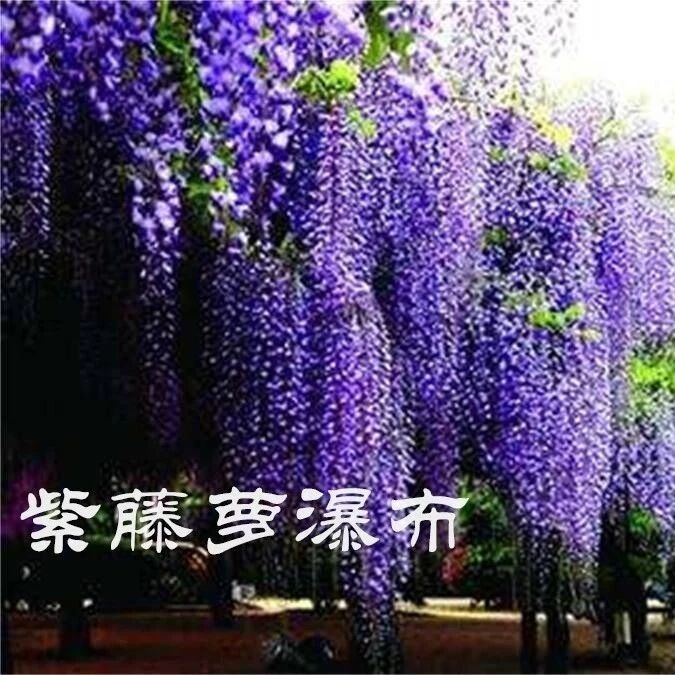 【海波专栏】繁冗削尽留清瘦