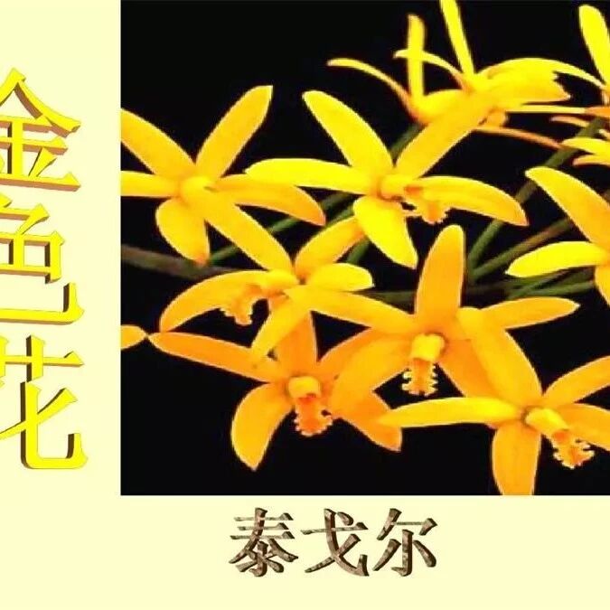 【海波专栏】让灵魂像童年那样            ——《金色花》备课碎想