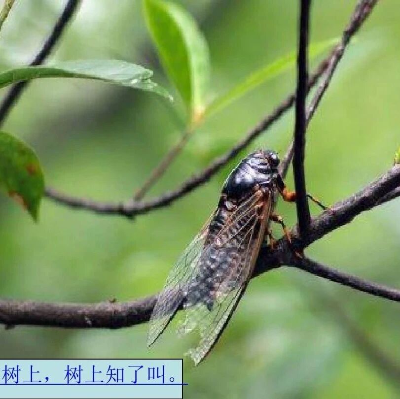 第2770季【湿地黔行】张正卫：蝉声依旧