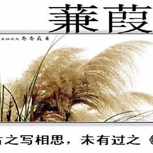 第1897季【青春课堂】《诗经》是一朵情花      ---《关雎》《蒹葭》教学设计