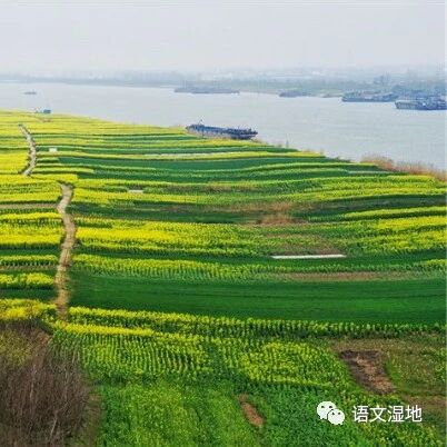第2341季【湿地淮语】浅浅教学   深深领悟——听肖培东老师教《老王》