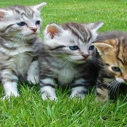 第2583季【湿地悦享】陈军浩：我家的猫