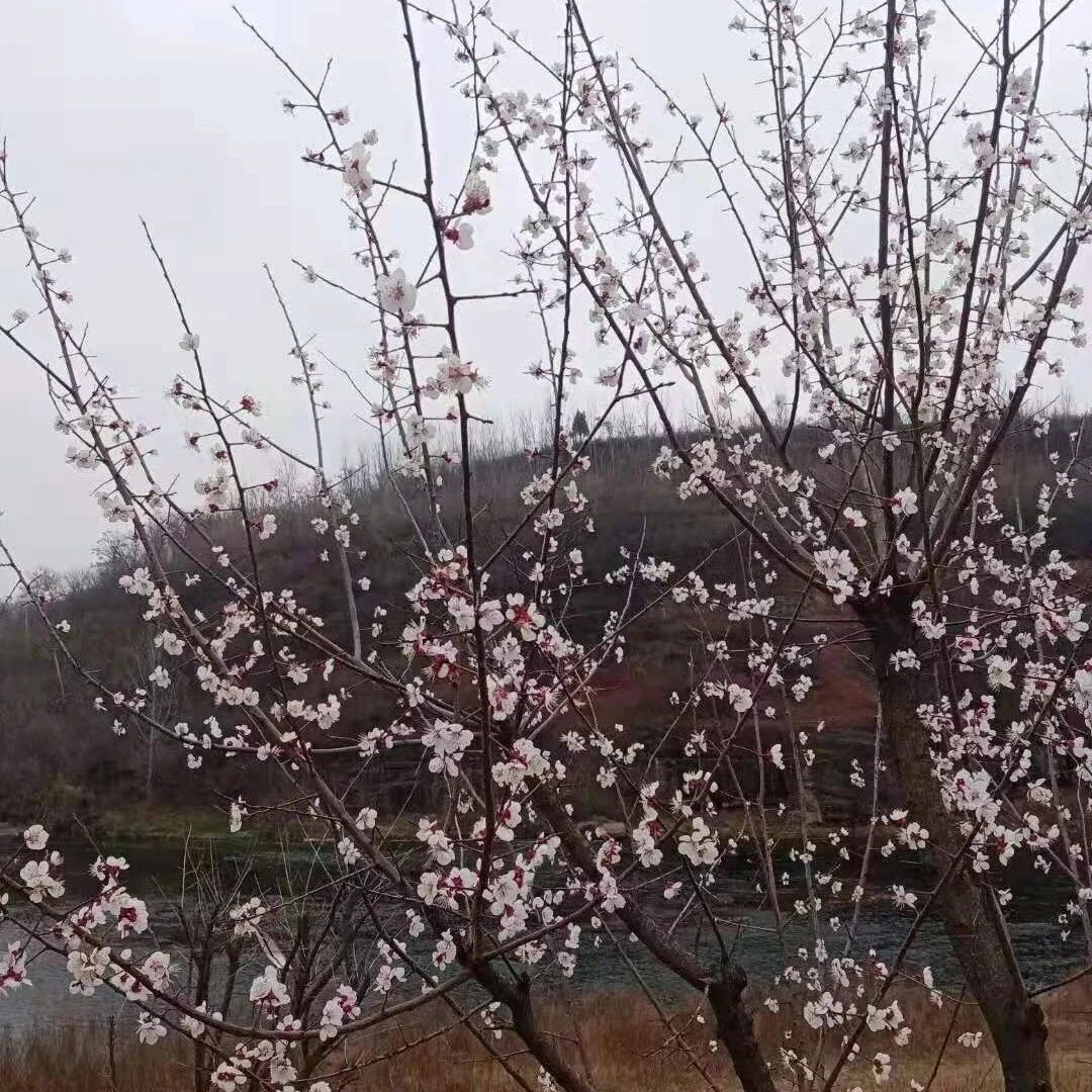 第2663季【湿地·豫见】徐靠山：陌上探春行